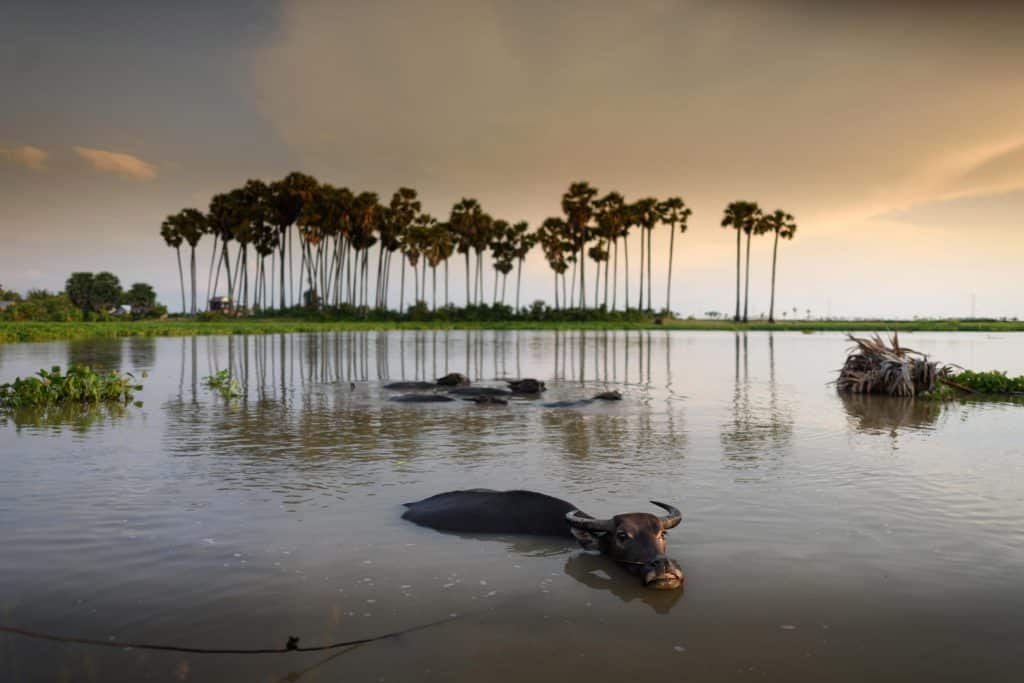 5 motivi per visitare la cambogia: la dolcezza della natura